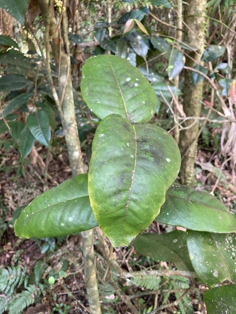 Luquillo Mountain Stopper photo 4