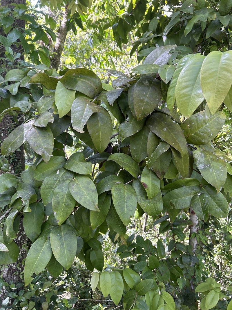 Luquillo Mountain Stopper photo 5