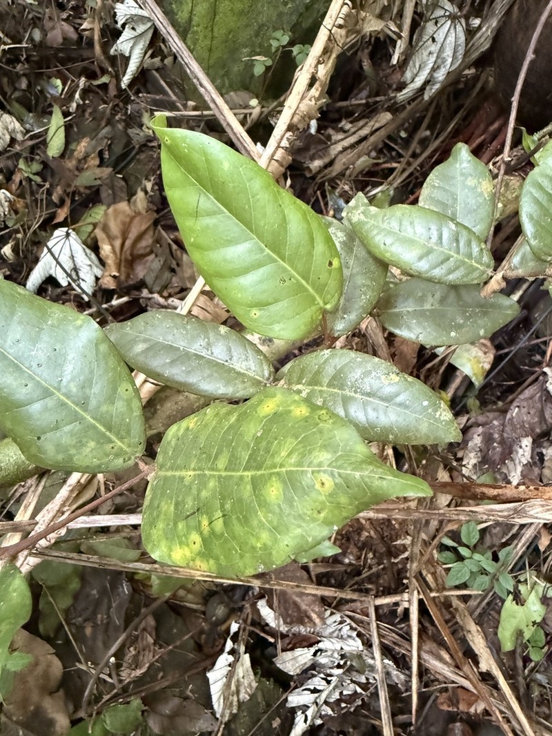 Luquillo Mountain Stopper photo 6