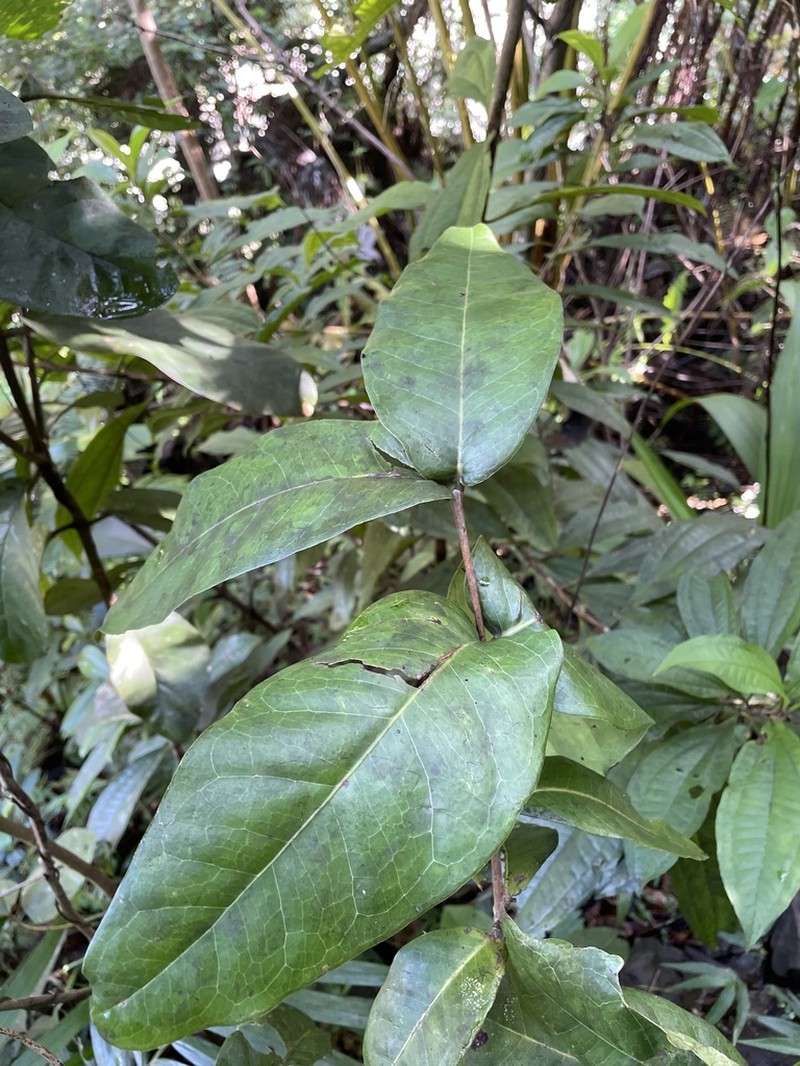 Luquillo Mountain Stopper photo 8