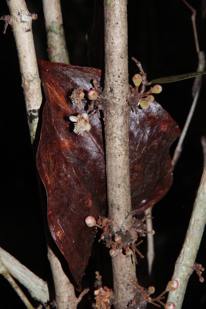 Eugenia insulartensis
