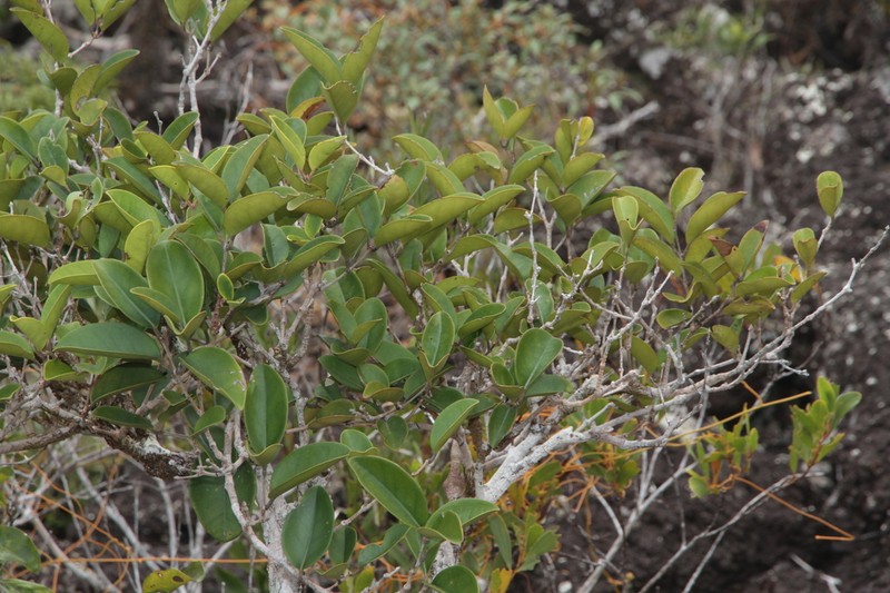 Eugenia insulartensis photo 2