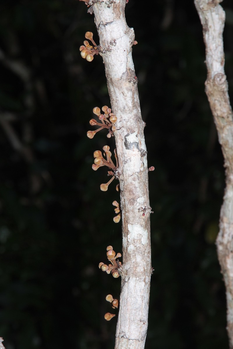 Eugenia insulartensis photo 3