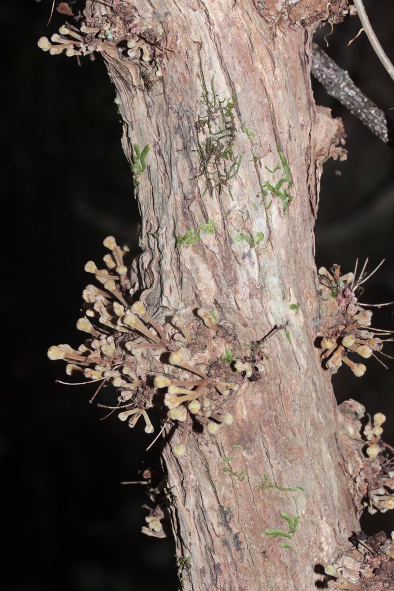 Eugenia insulartensis photo 4