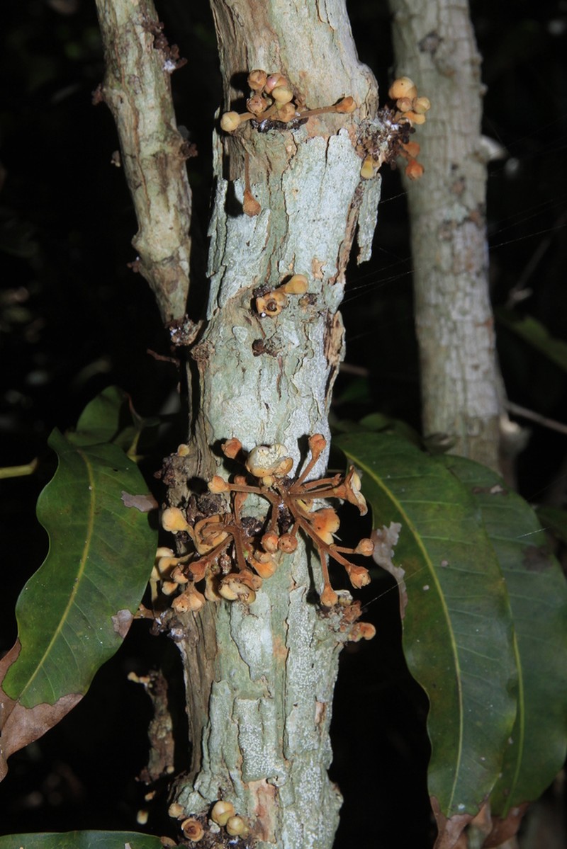 Eugenia insulartensis photo 5