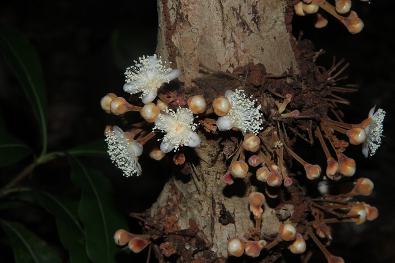 Eugenia insulartensis photo 6