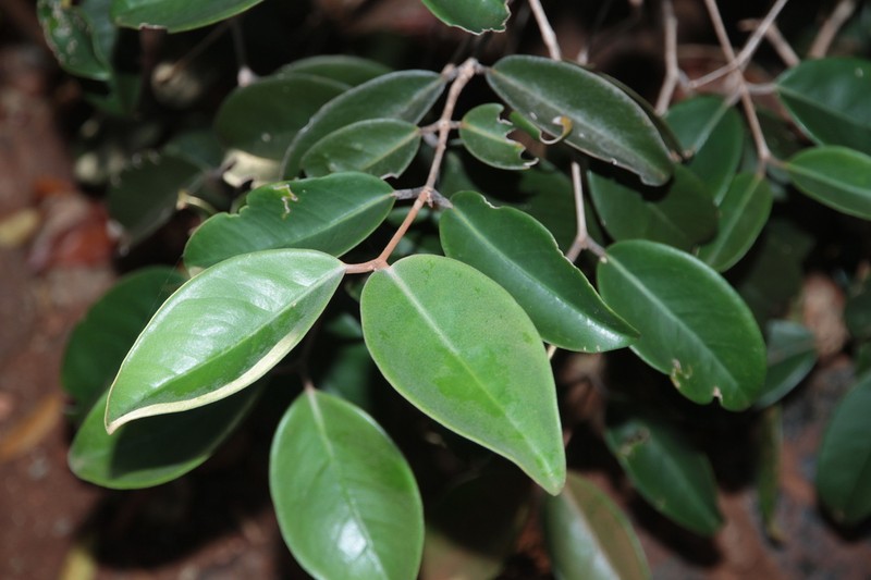 Eugenia insulartensis photo 7