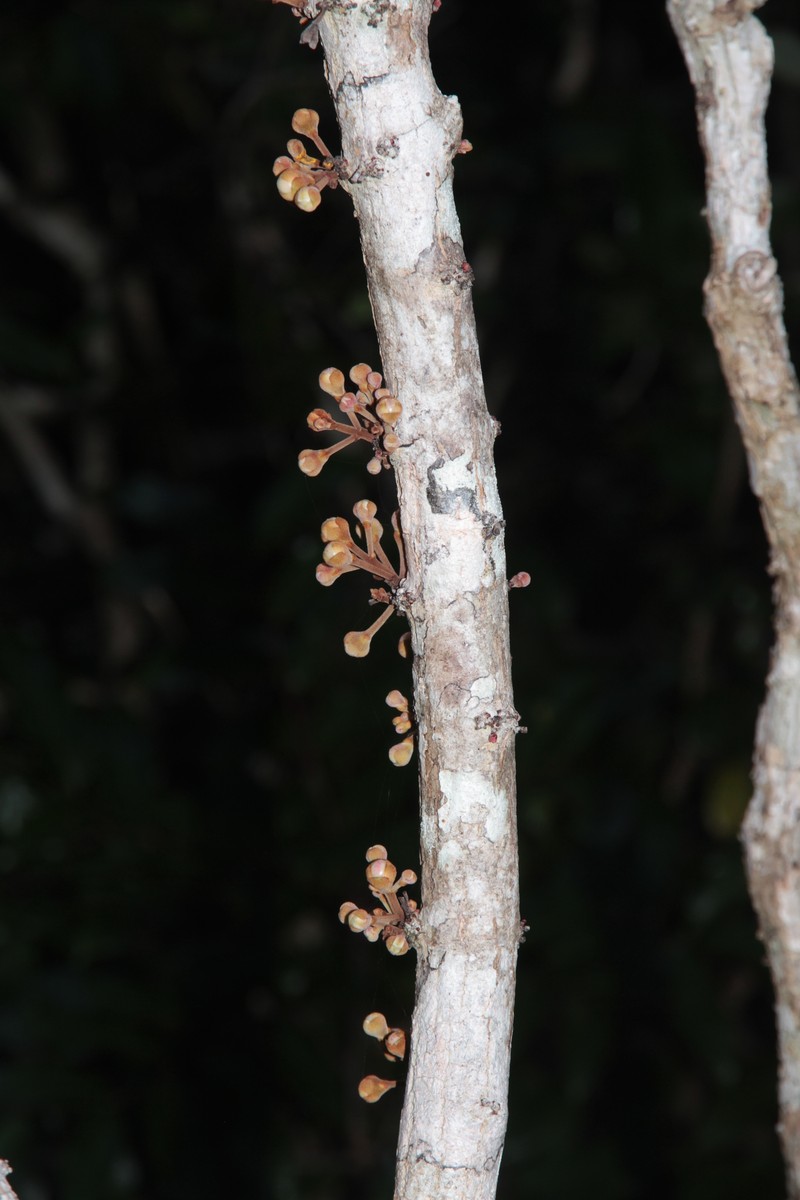 Eugenia insulartensis photo 8