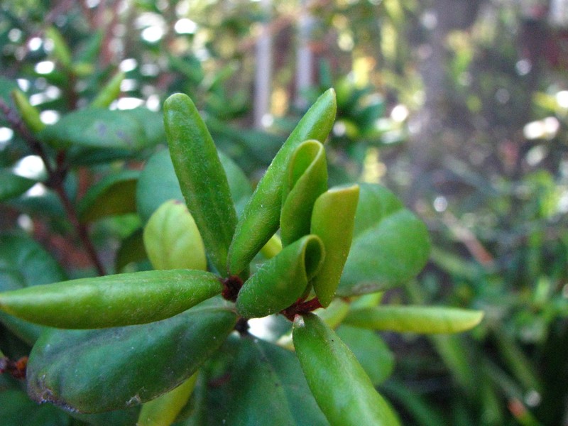 Nioi photo 6