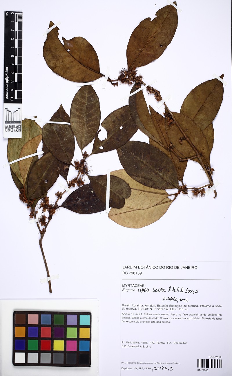 Eugenia libens