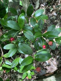 Privet Stopper