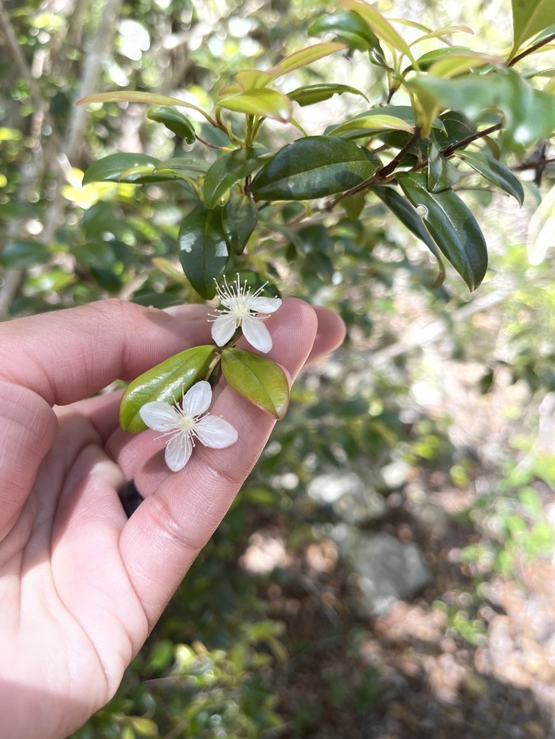 Privet Stopper photo 2