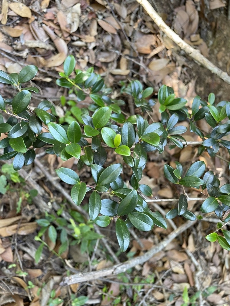 Privet Stopper photo 3