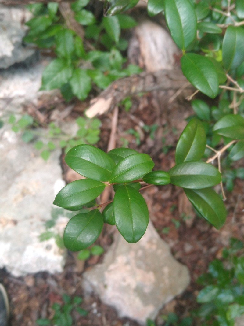 Privet Stopper photo 4
