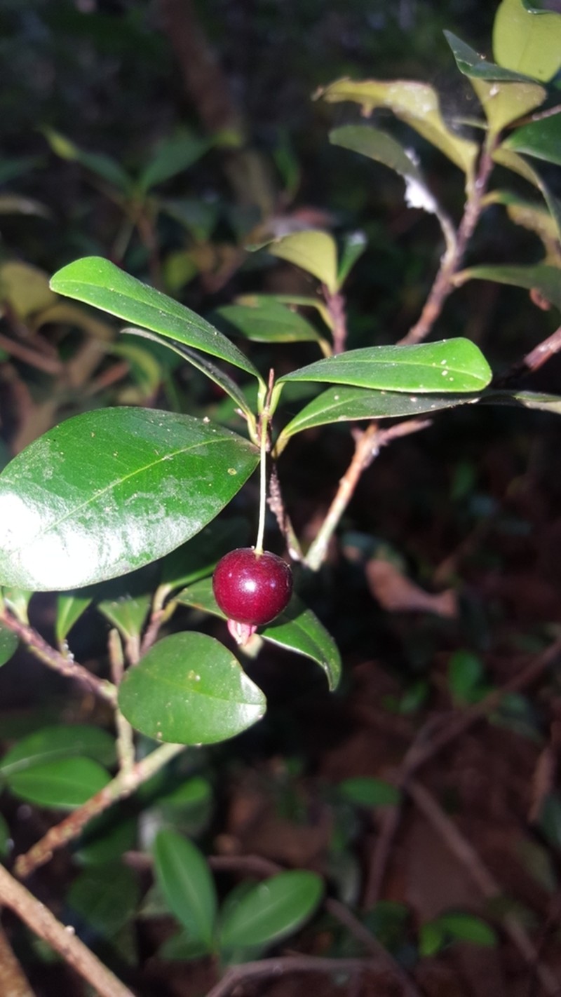 Privet Stopper photo 5