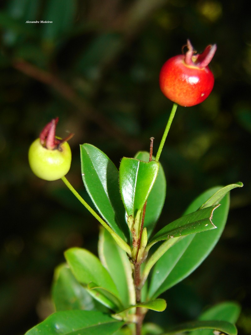 Privet Stopper photo 6
