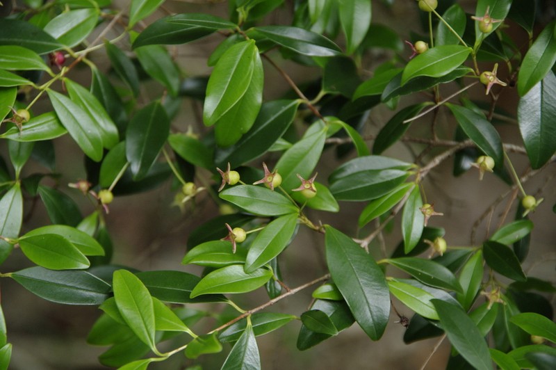 Privet Stopper photo 7