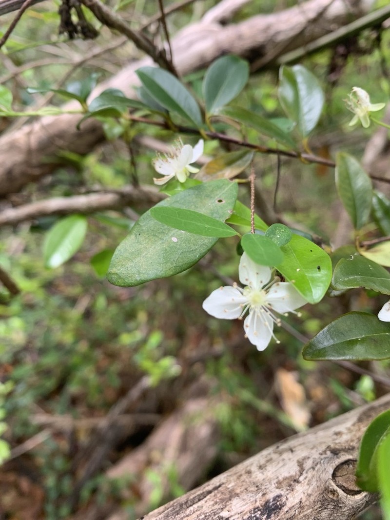 Privet Stopper photo 8