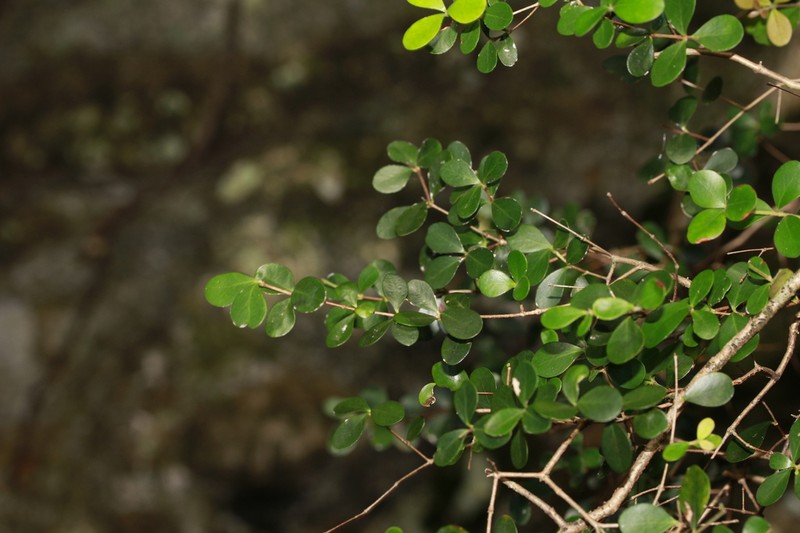 Eugenia lotoides