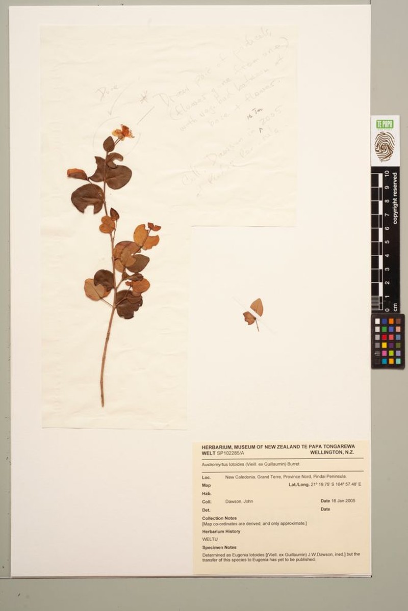 Eugenia lotoides photo 4
