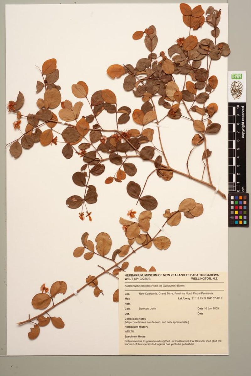 Eugenia lotoides photo 5