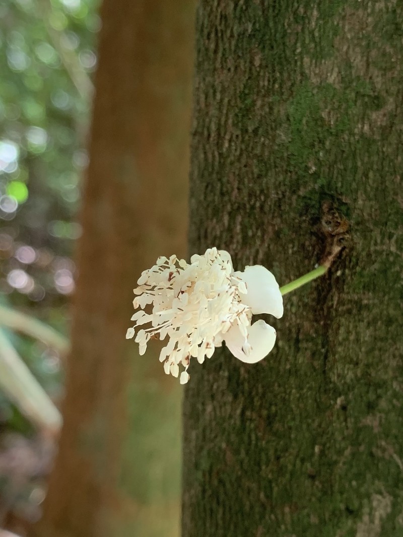 Eugenia mestrealvarensis