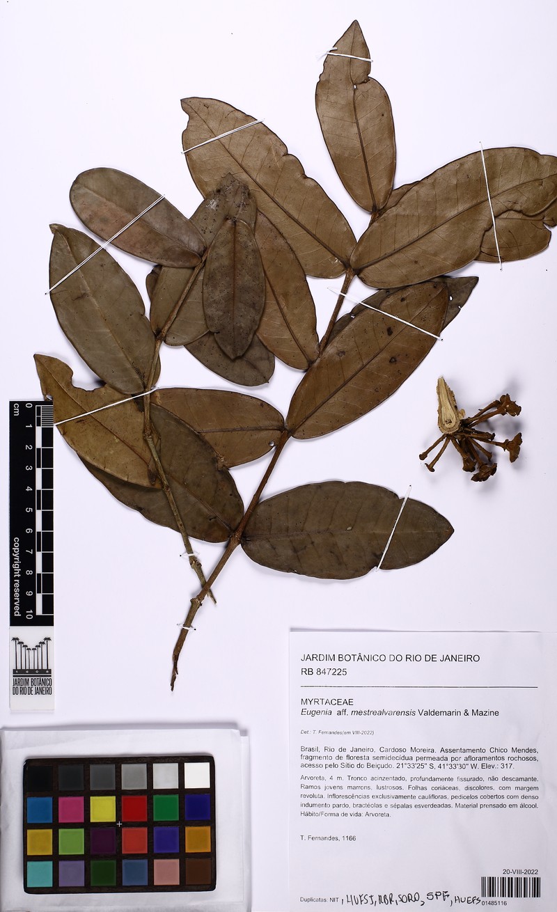 Eugenia mestrealvarensis photo 4