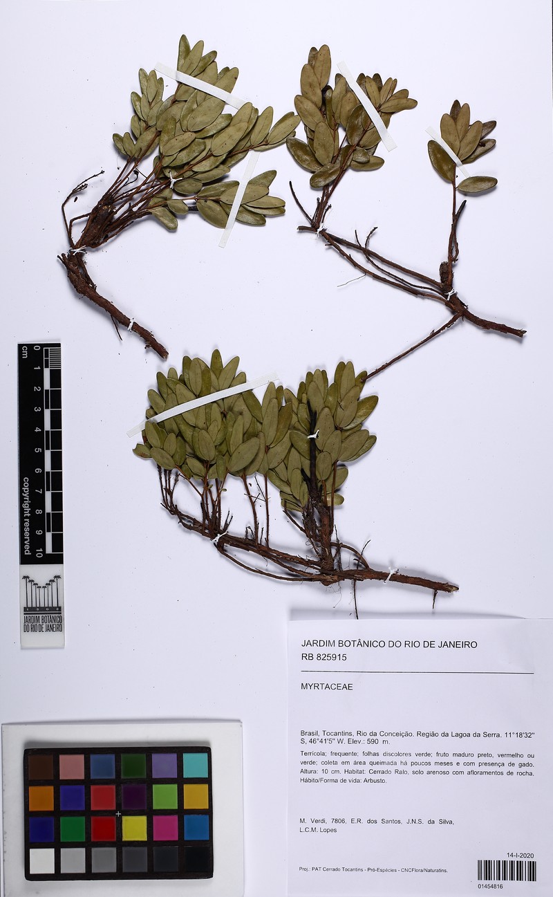 Eugenia michaelneei