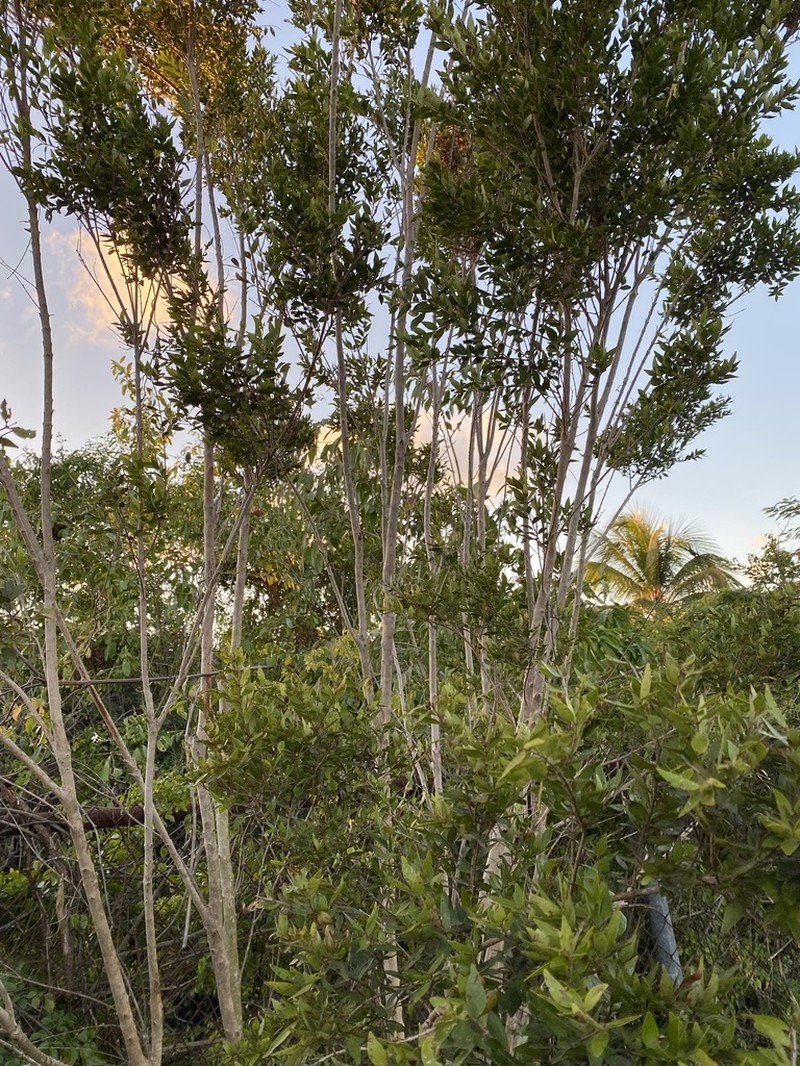 Birdcherry photo 3