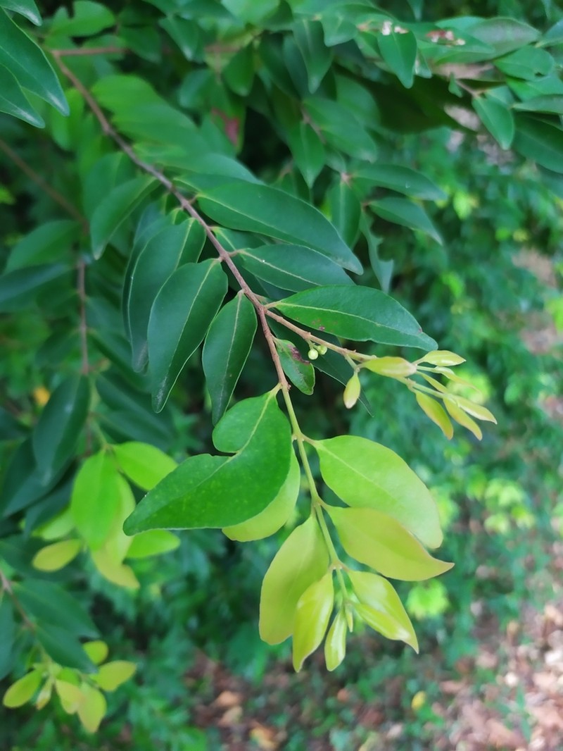 Birdcherry photo 4