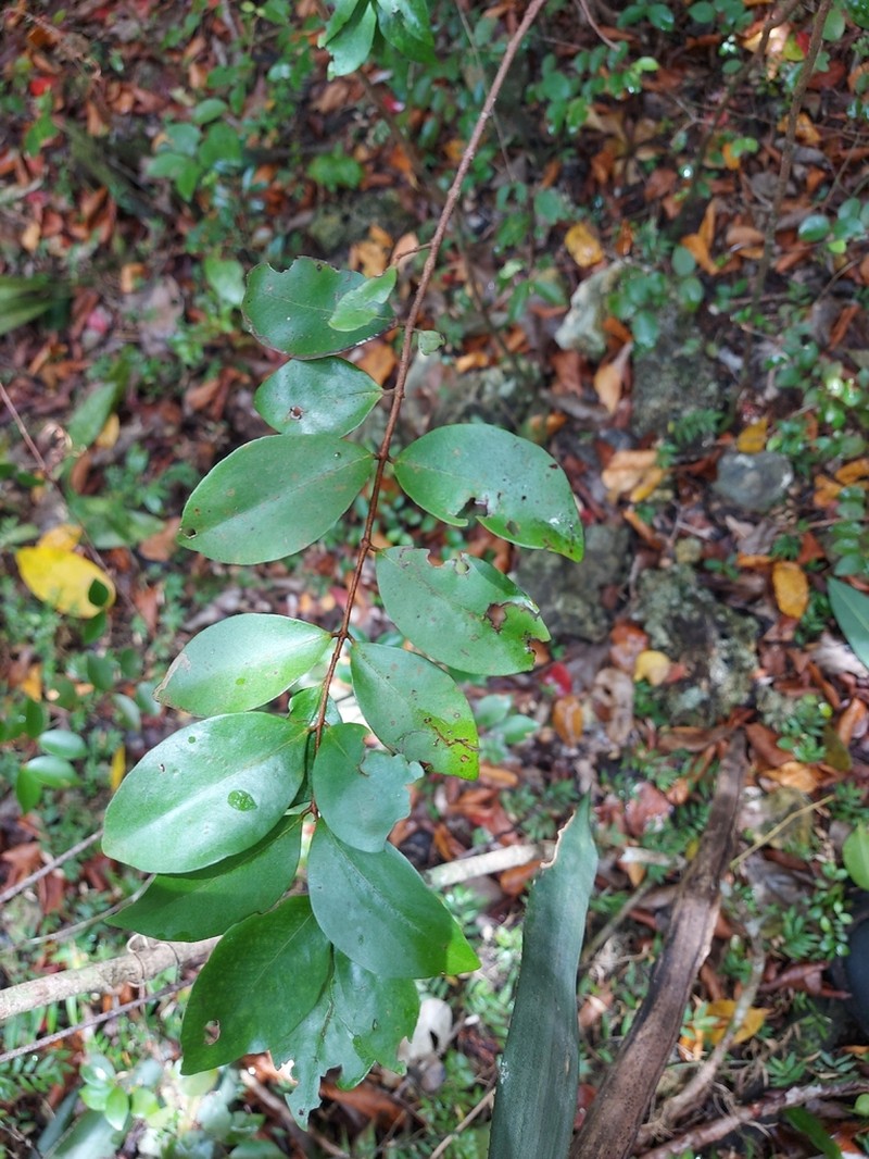 Birdcherry photo 8