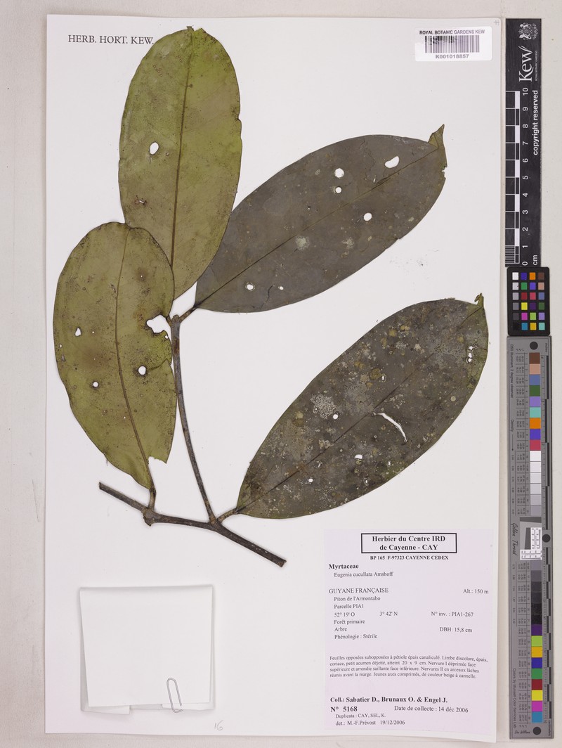 Eugenia multilocellata