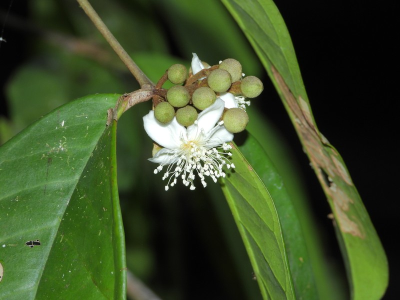 Eugenia neolatifolia