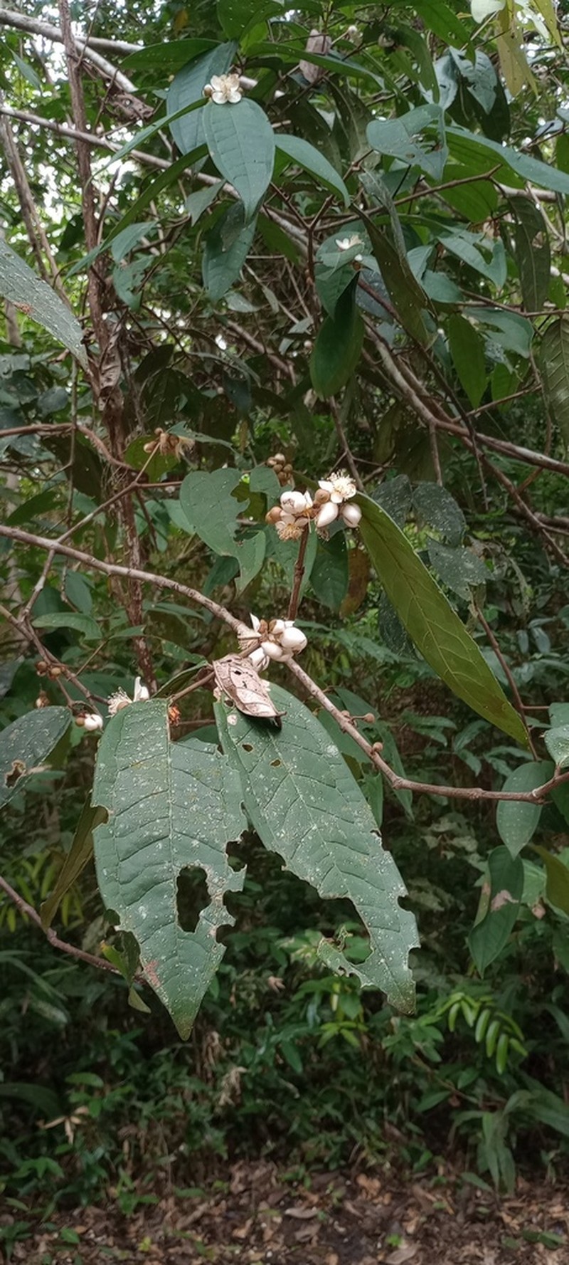 Eugenia neolatifolia photo 2