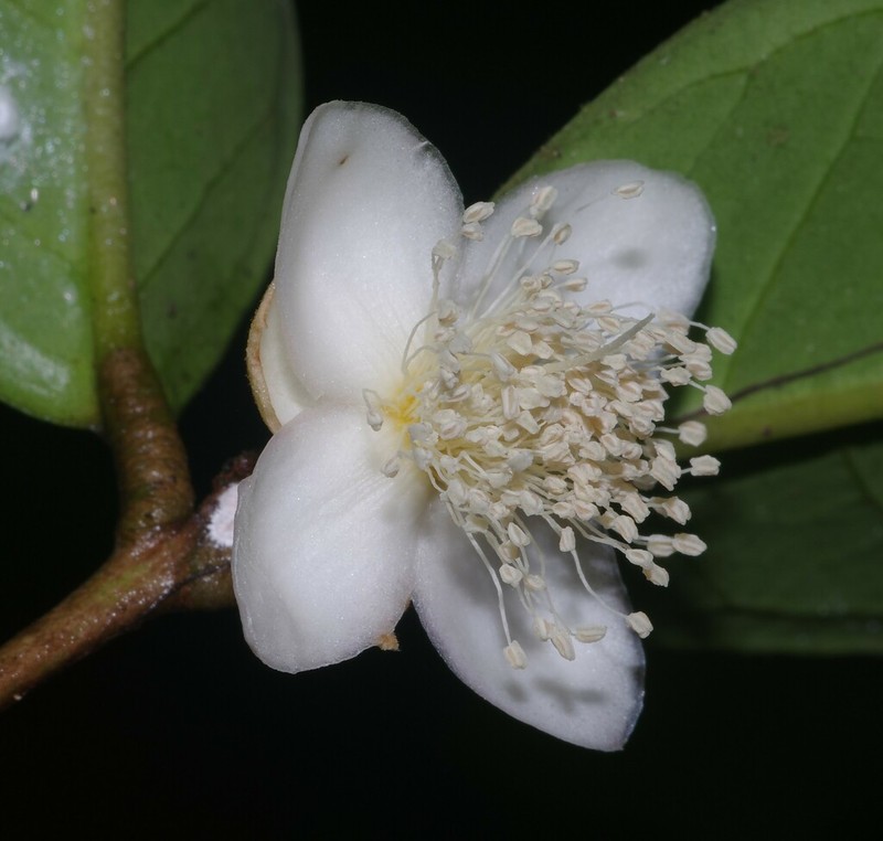 Eugenia neolatifolia photo 3