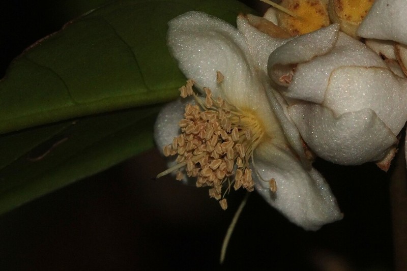 Eugenia neolatifolia photo 4