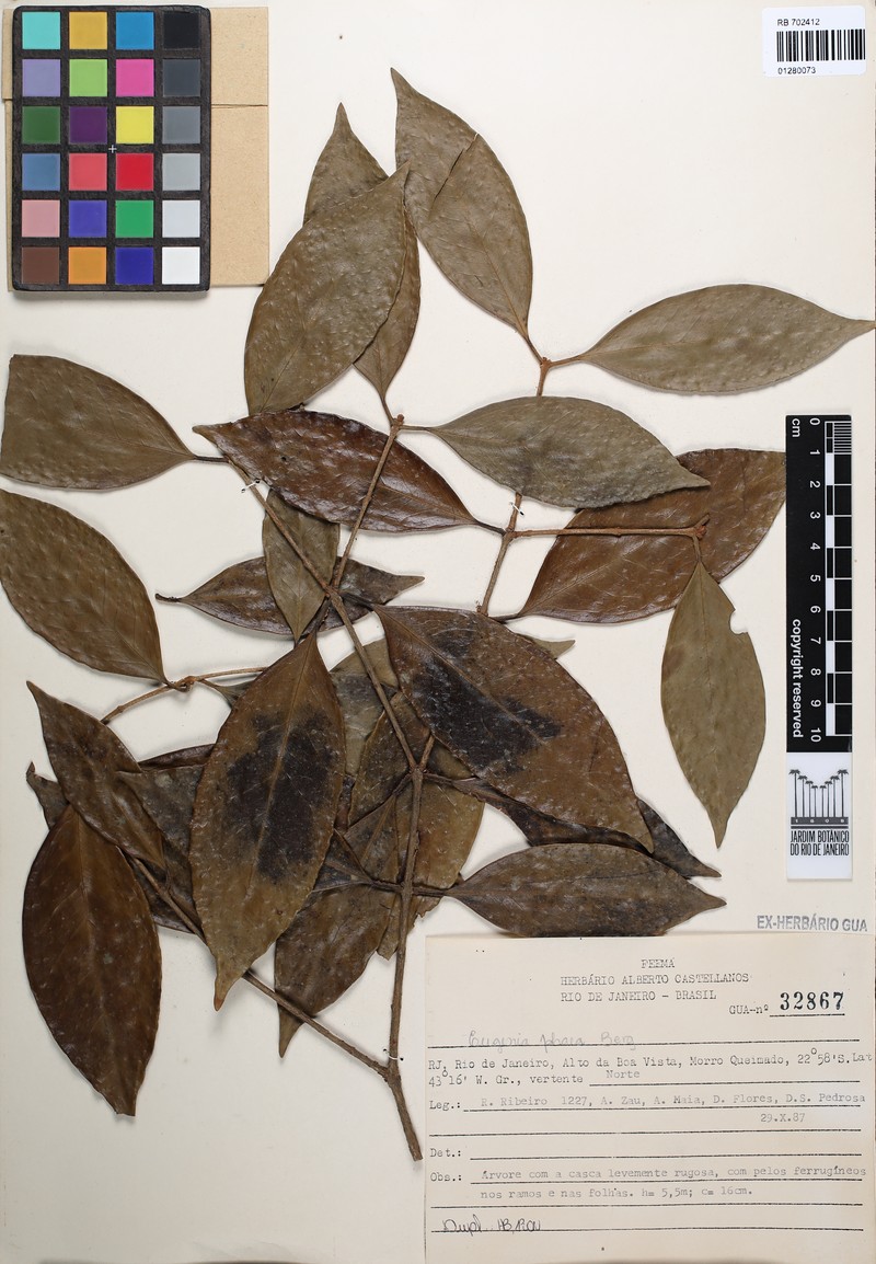 Eugenia neophaea