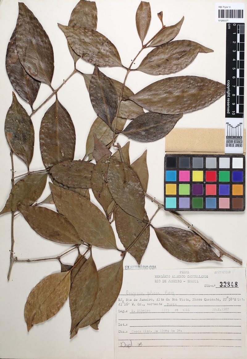 Eugenia neophaea photo 2