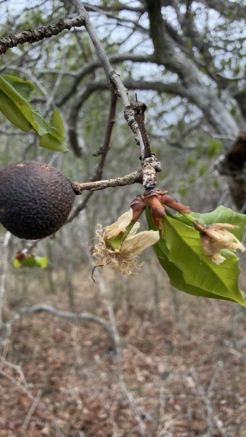 Eugenia nordestina photo 2