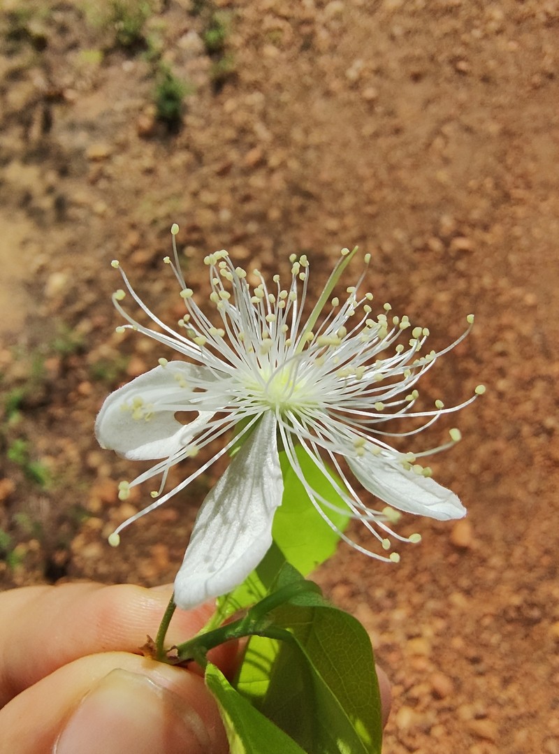 Eugenia nordestina photo 3