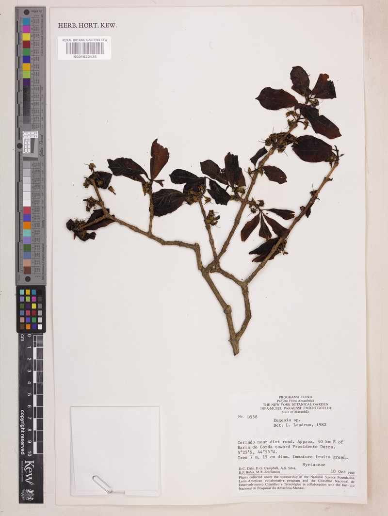 Eugenia nordestina photo 4