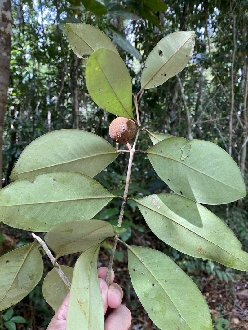 Eugenia ochracea