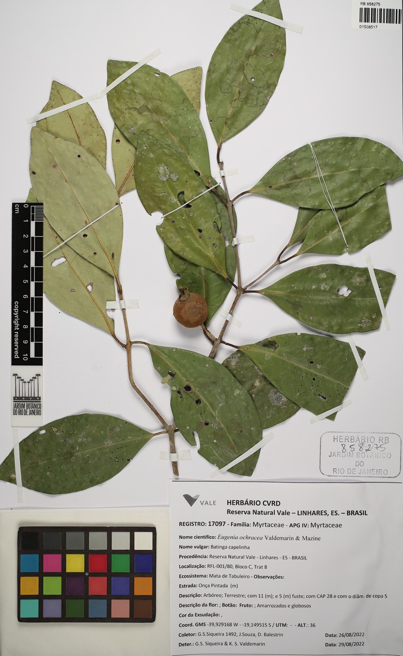 Eugenia ochracea photo 3