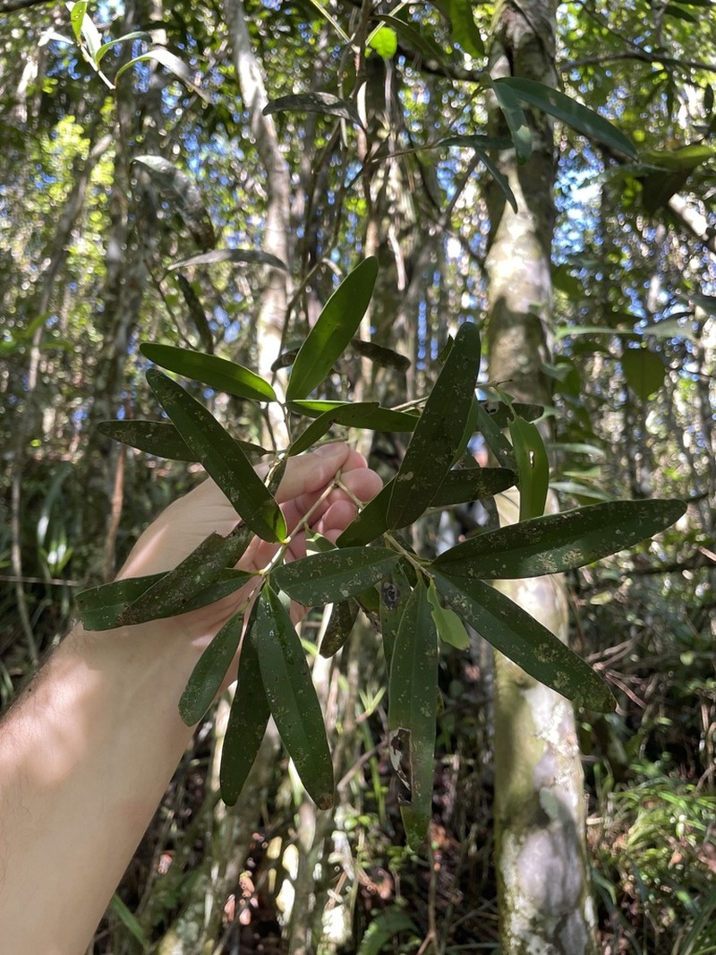 Padron's Stopper photo 4