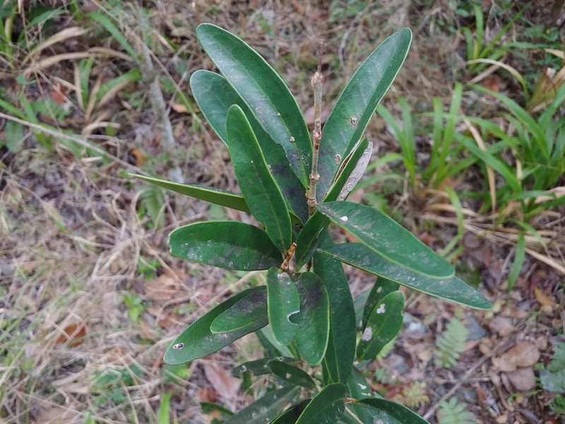 Padron's Stopper photo 5