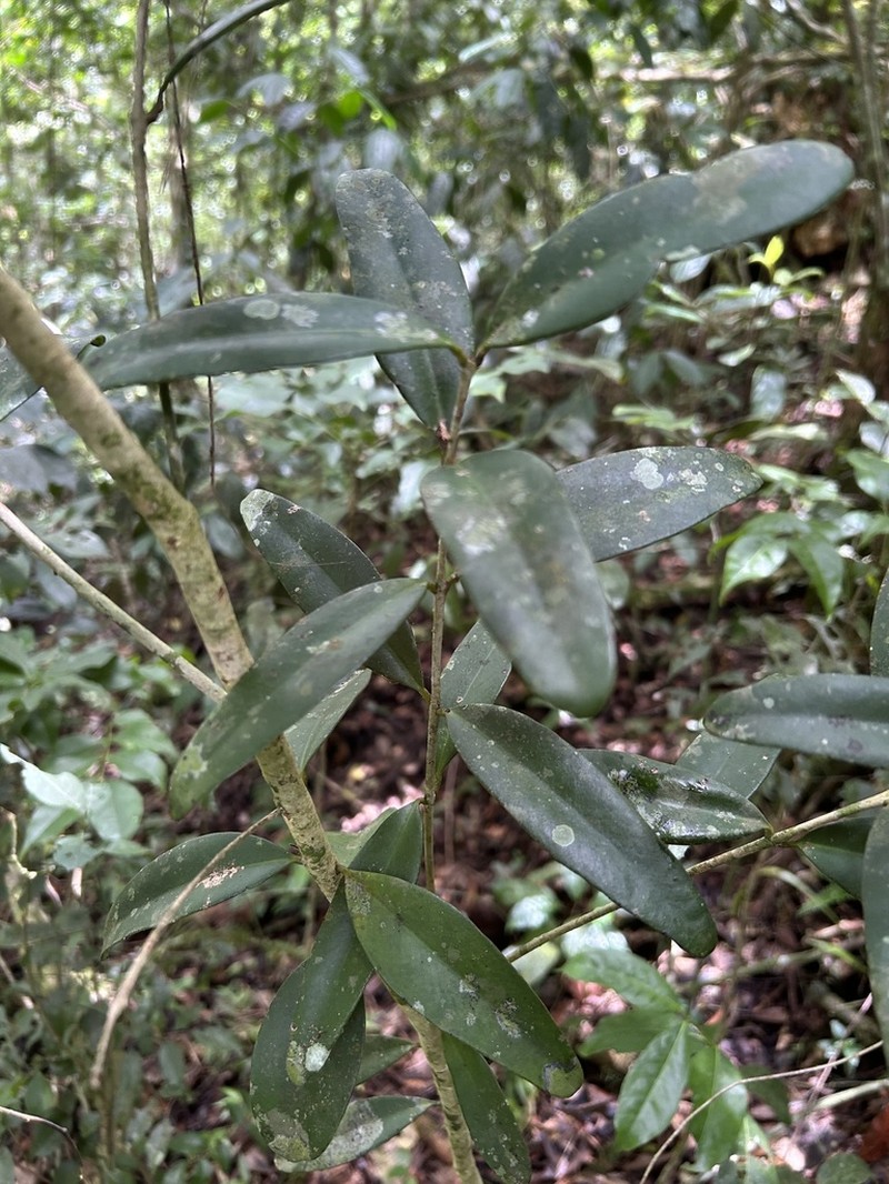 Padron's Stopper photo 7