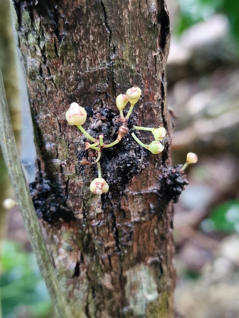 Eugenia pascaliana photo 2