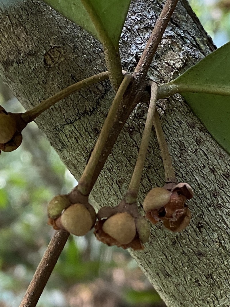 Eugenia penduliflora
