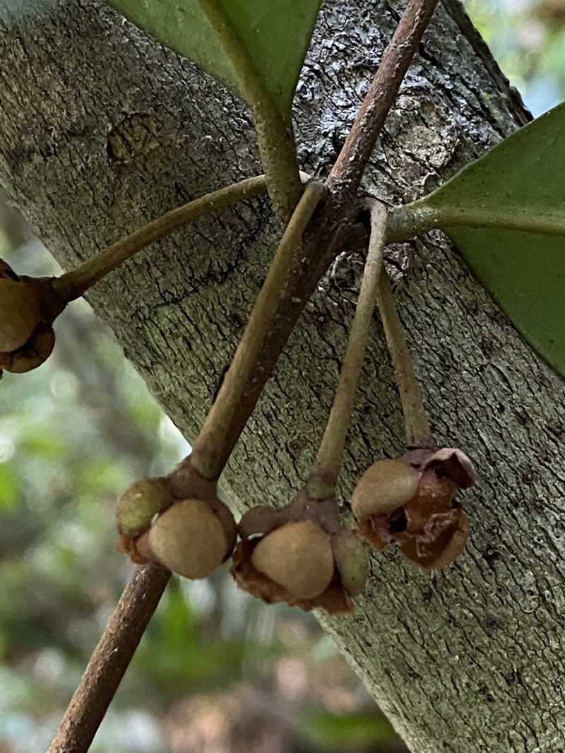 Eugenia penduliflora photo 2