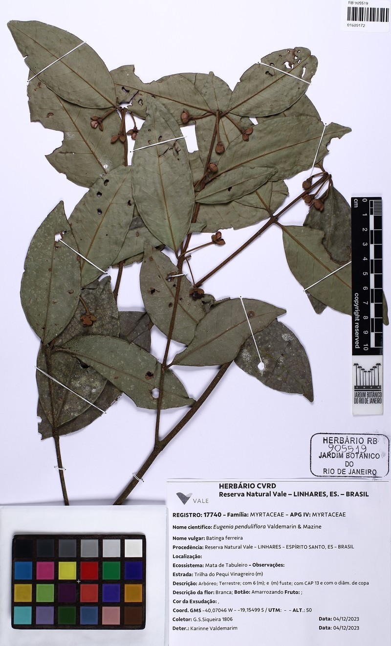 Eugenia penduliflora photo 3